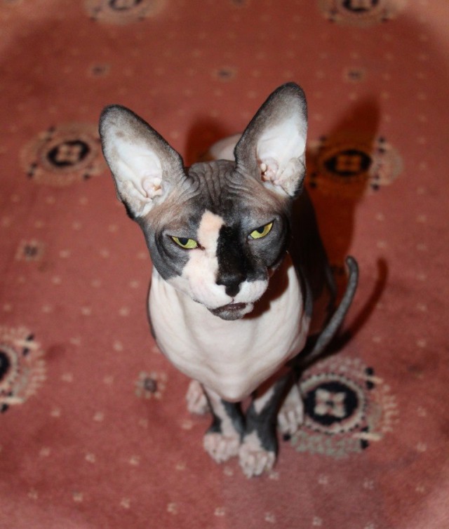 Котовторник