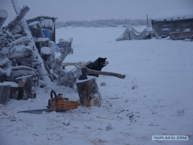 Один день в гостях у оленеводов.