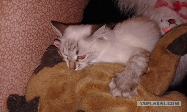 Котовторник