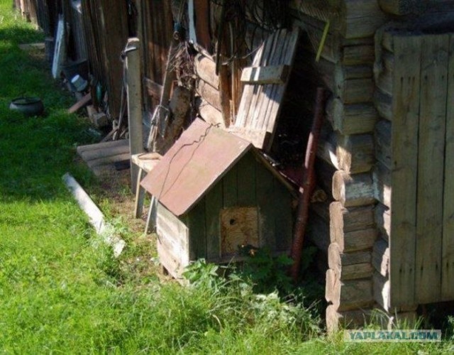 Жуть в сосновом бору