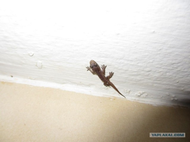 Ночной гость