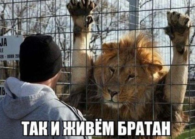Веселости