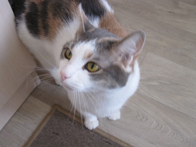 Котовторник 20.10.2015