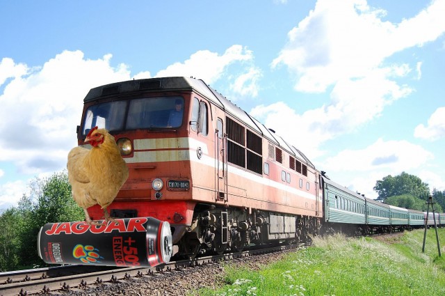 Курица на Ягуаре не пропустила поезд! Он ее снес!