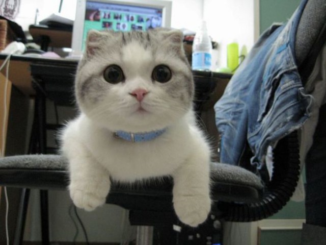 Демы к котовторнику!