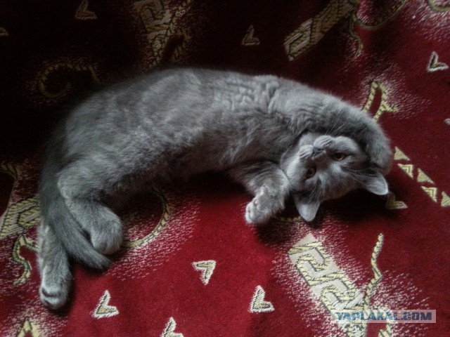 Котовторник 28.06.2016