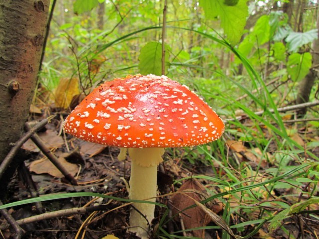 Самые ядовитые грибы в мире