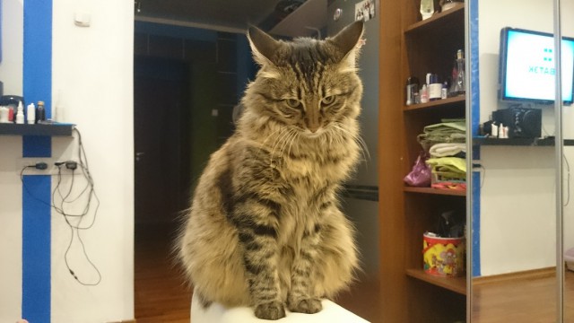 Кот прибалдел от новой коробки.