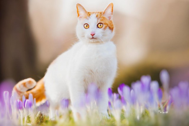 Коты и Кошки