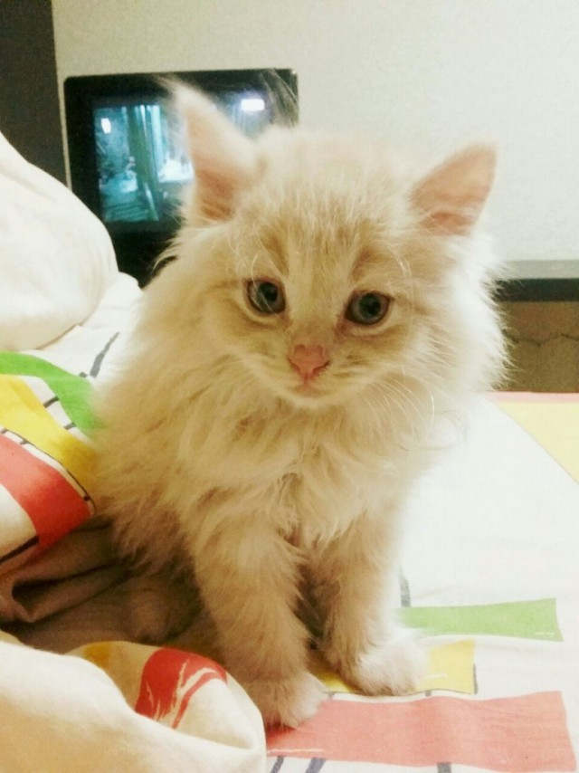 Коты и Кошки
