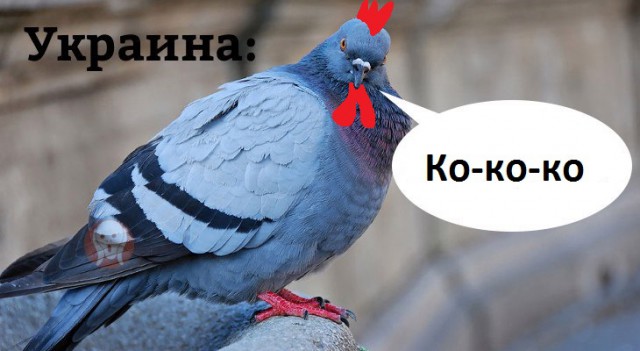 Как разговаривают голуби в разных странах мира