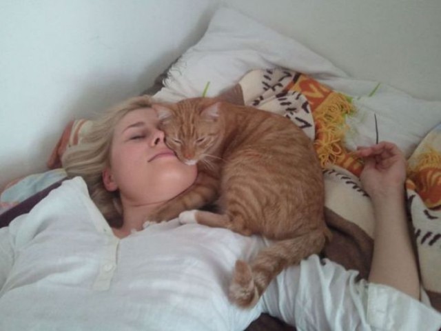 Коты и Кошки