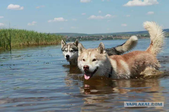 Десять важных советов от Хаски