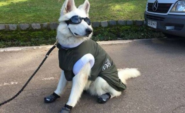 Подборка забавных животных