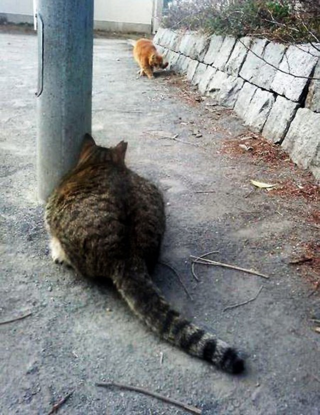 Коты и Кошки