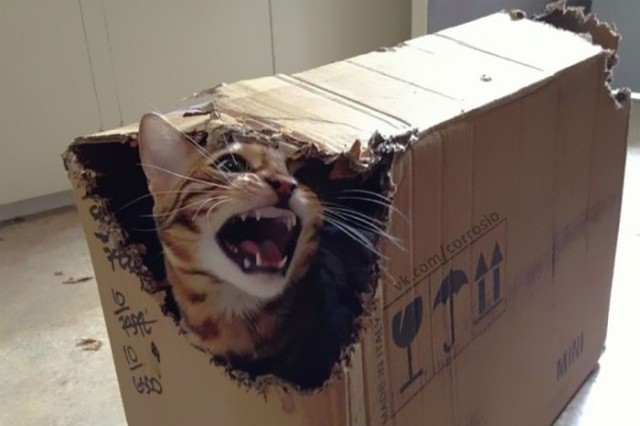 Коты и Кошки