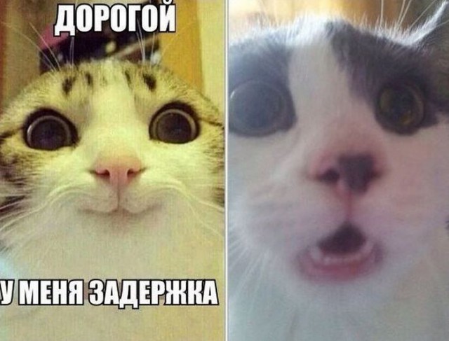 Коты и Кошки