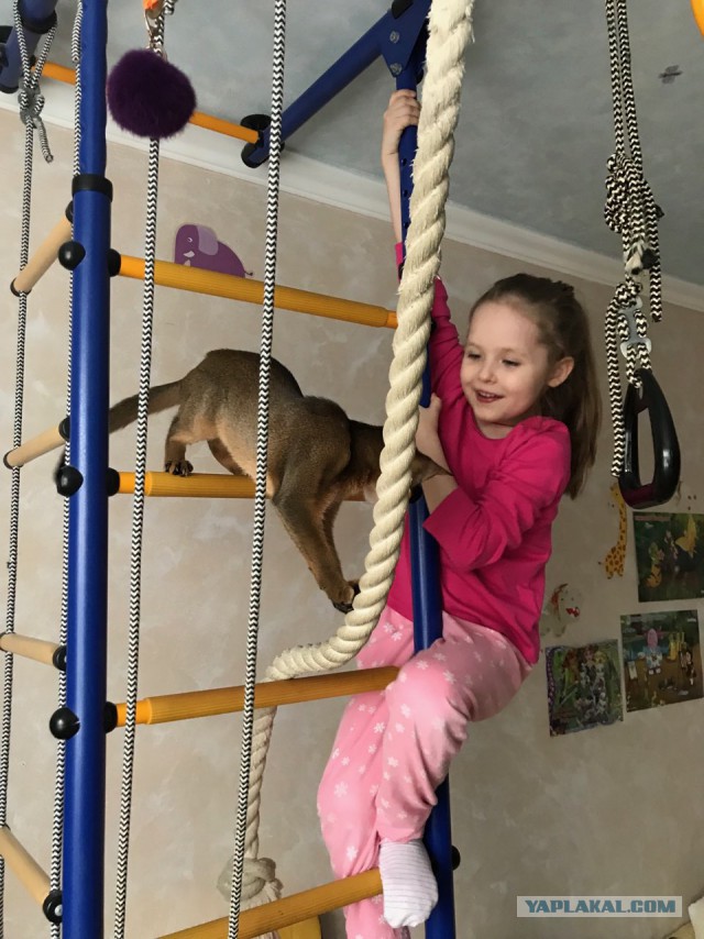 Котовторник 16.01.2018