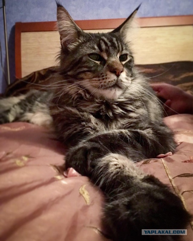 Котовторник  13.02.2018