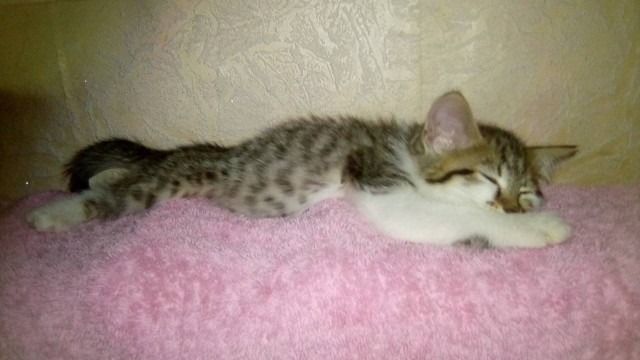 Котовторник 20.03.2018