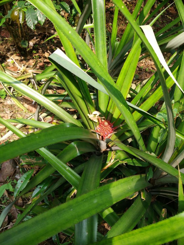 К живым мостам и обратно. Заметки из Индии