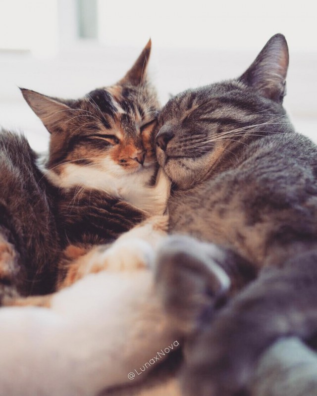Прикольных котов пост