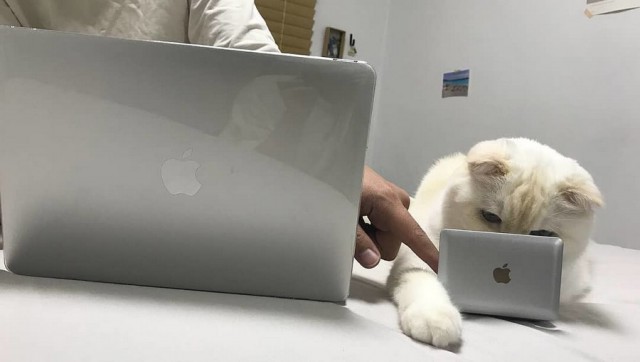 Прикольных котов пост