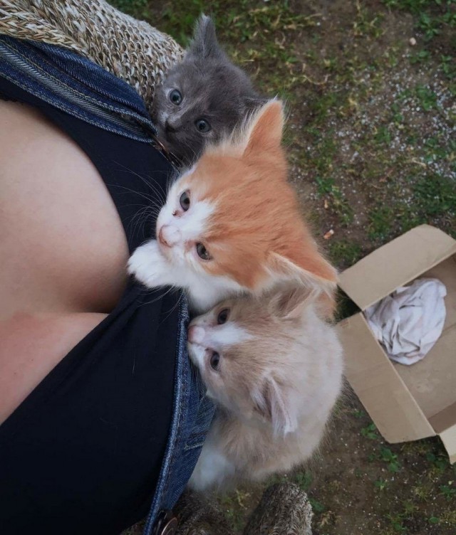 Прикольных котов пост