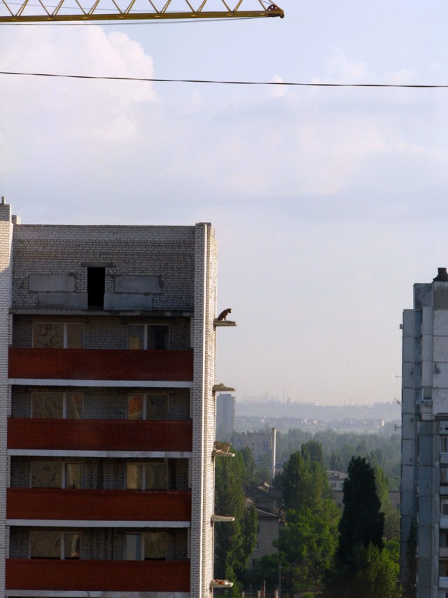 Собака-небояка