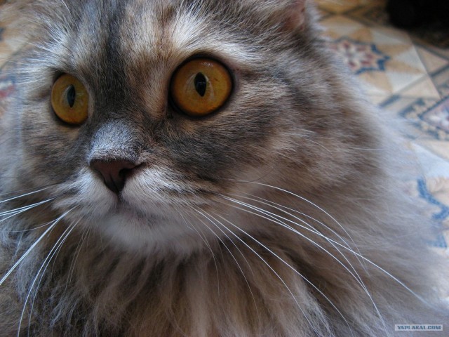 Котовторник стартует