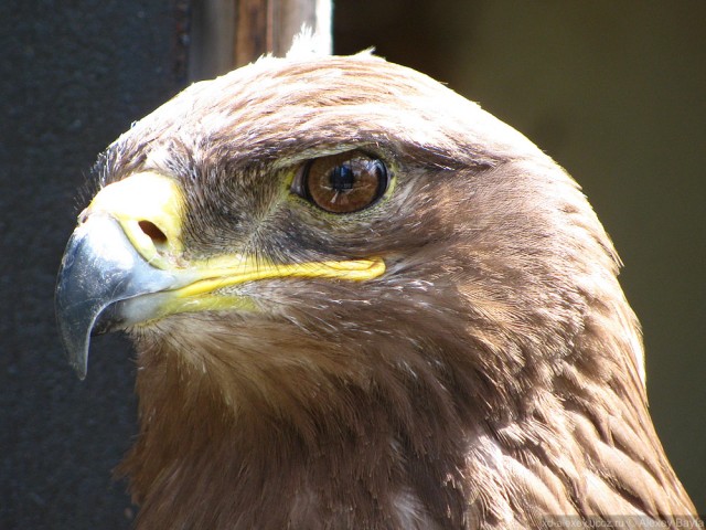 Детки в клетке