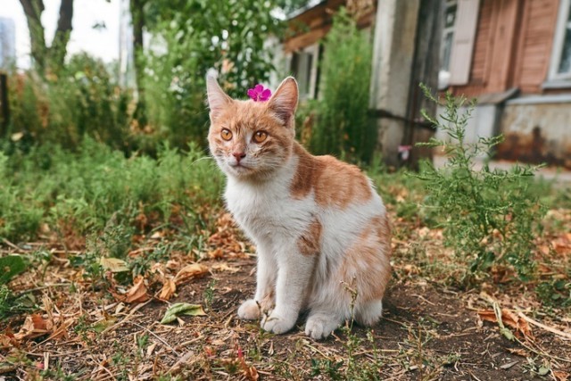 Прикольных котов пост