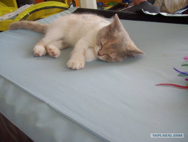 Сонный Котовторник