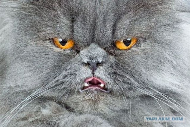 Котовторник!