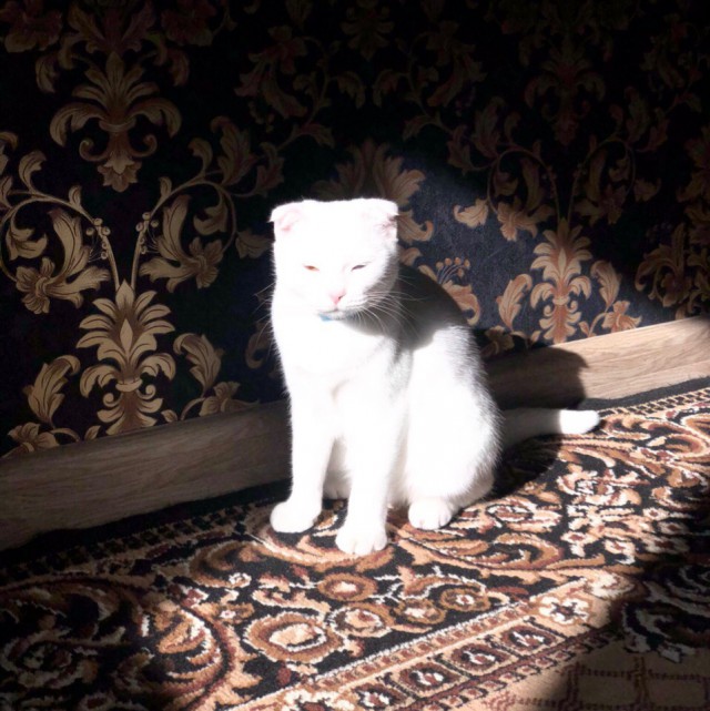 Немного милоты