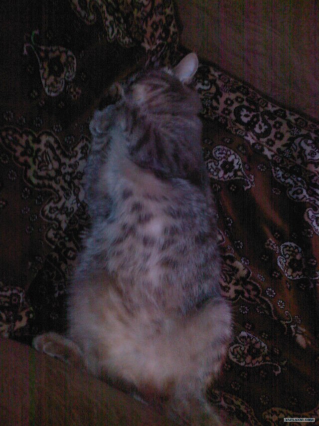Котовторник 17 января