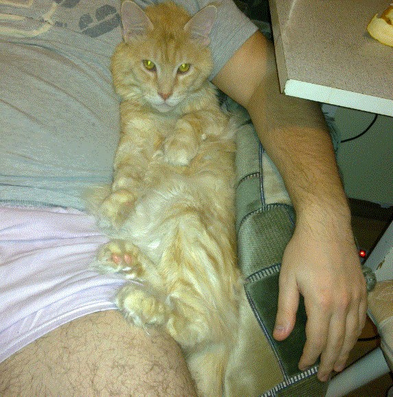 Котовторник (21.02.2012)