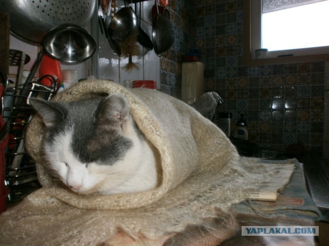Котовторник 25.12.2018