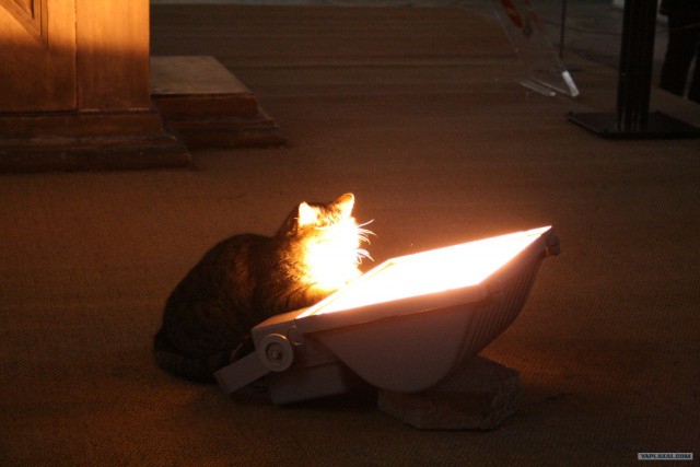 Котовторник 27.03.2012