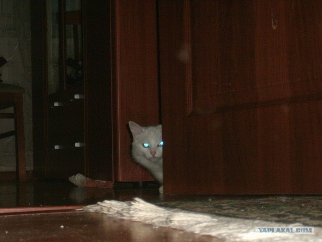 Котовторник 24.04.2012