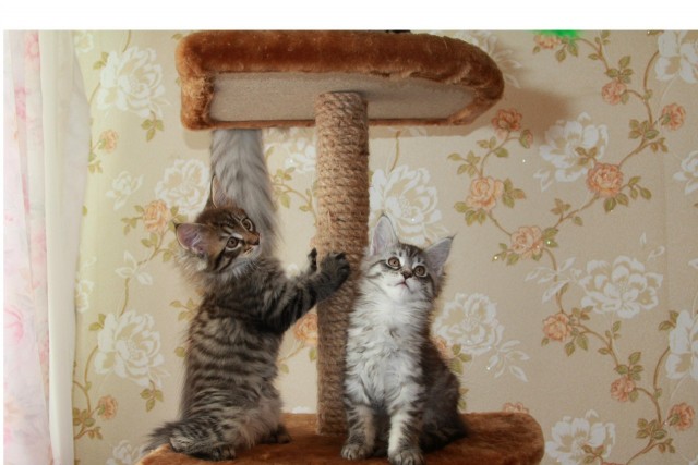 Котовторник  14.08.2012.