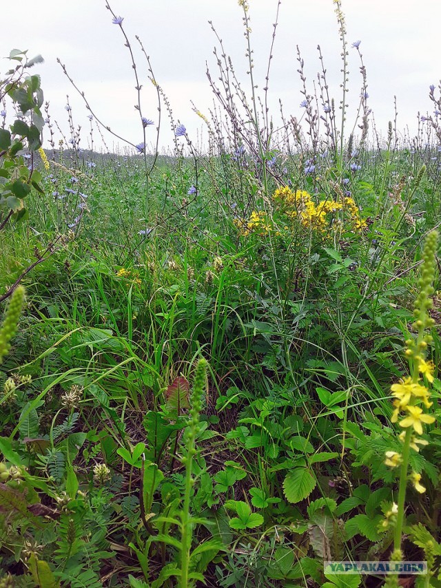 Грибные выходные