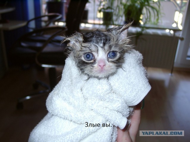 Нифинасебе! И другие выражения лиц