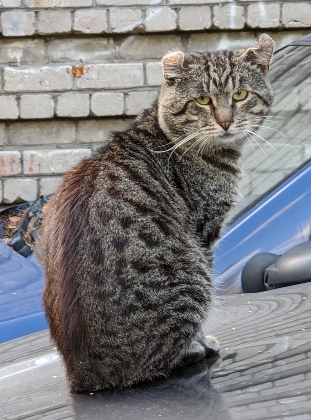Спасение мистера Брюса Уиллиса – самого грустного кота