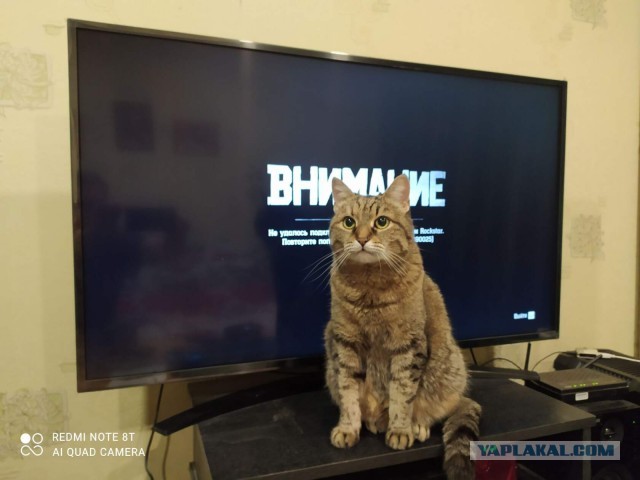 Котовторник. Добавляйте своих