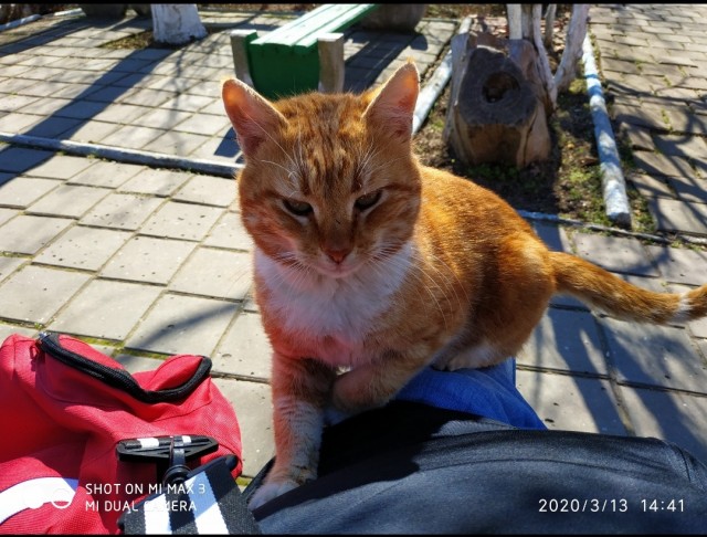 Уличные котаны