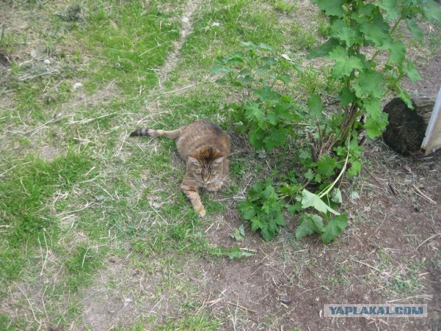 Жизнь домашнего приюта для котеек 345