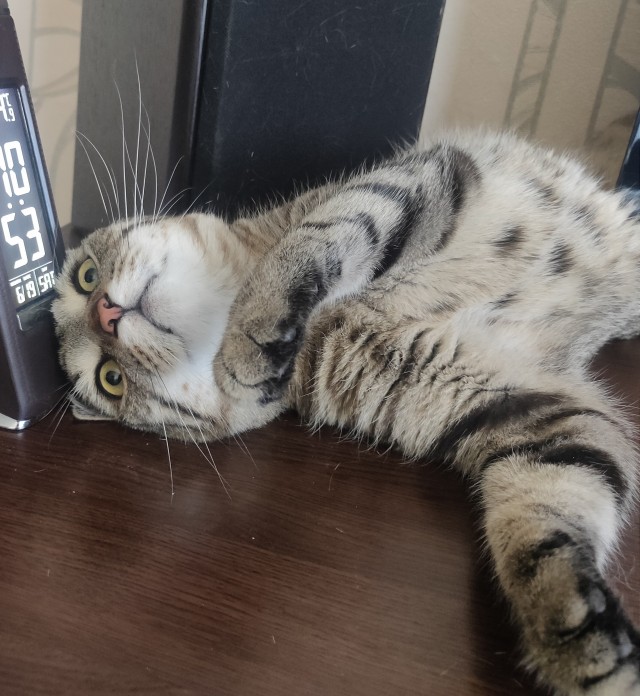 А котовторник уже начался?