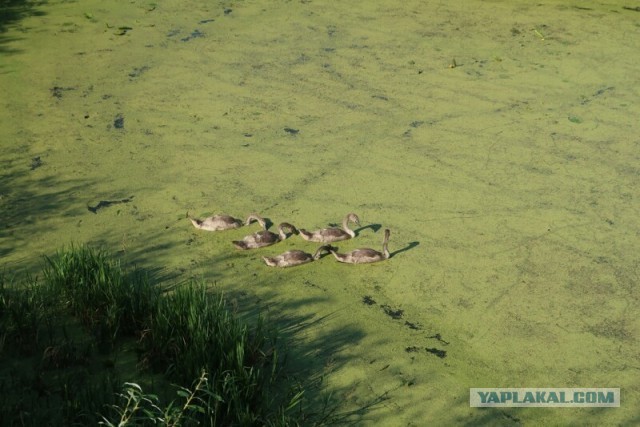 Заброшенные деревни. Уникальная деревня посреди болот