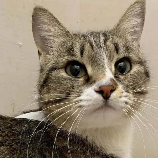 Разные котики